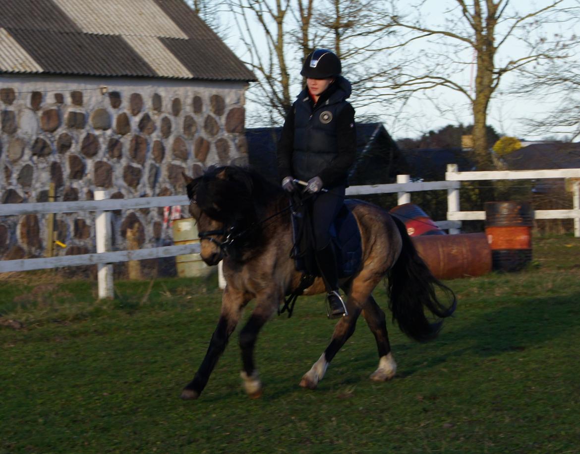 Welsh Pony (sec B) Keja Countach ( Bette mand) billede 8