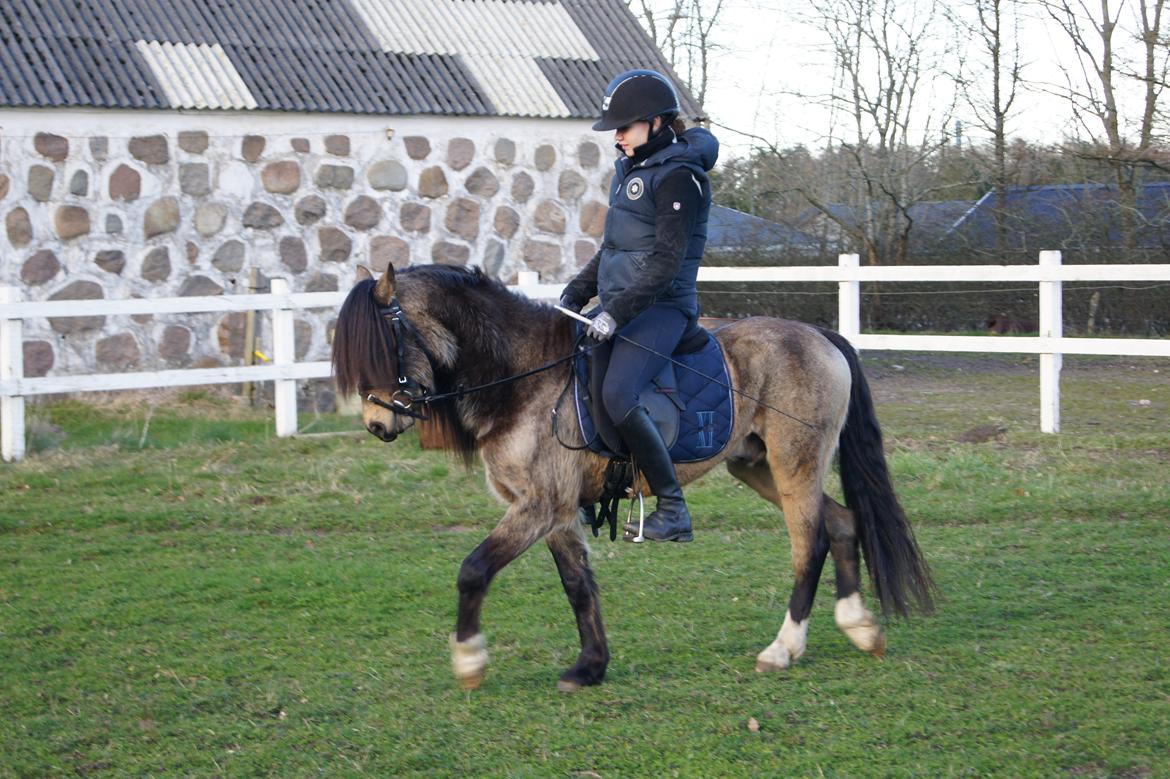 Welsh Pony (sec B) Keja Countach ( Bette mand) billede 10