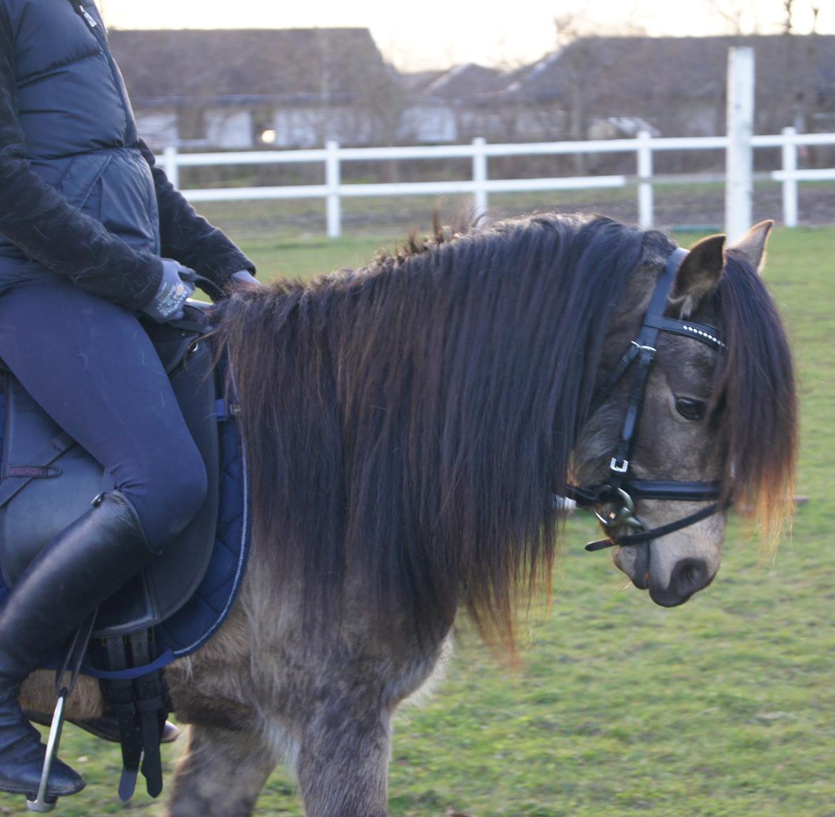 Welsh Pony (sec B) Keja Countach ( Bette mand) billede 12