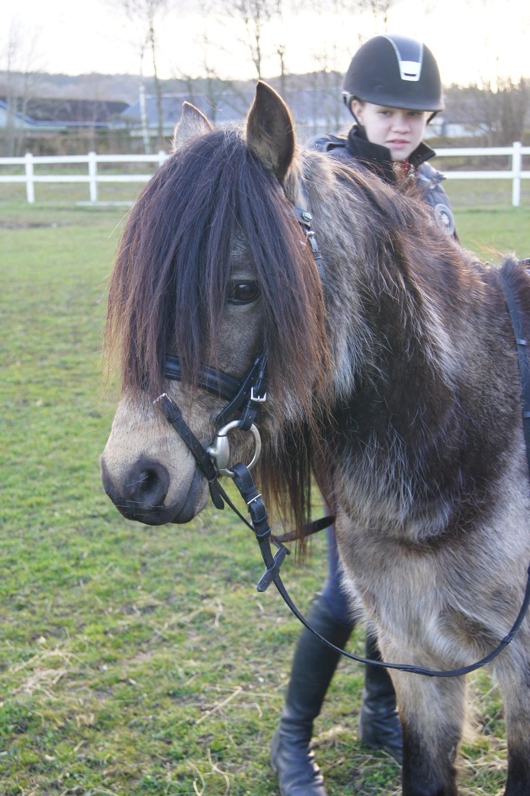 Welsh Pony (sec B) Keja Countach ( Bette mand) billede 13