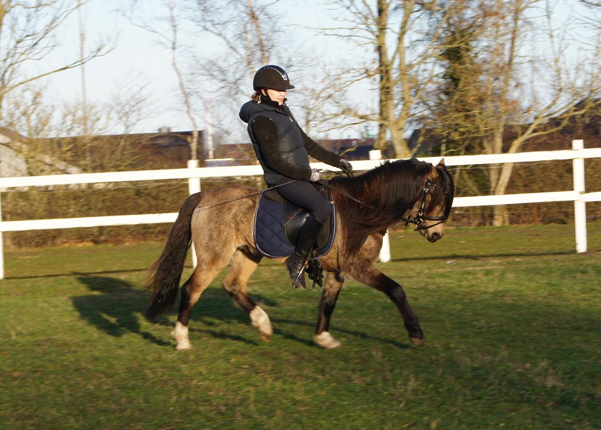 Welsh Pony (sec B) Keja Countach ( Bette mand) billede 15