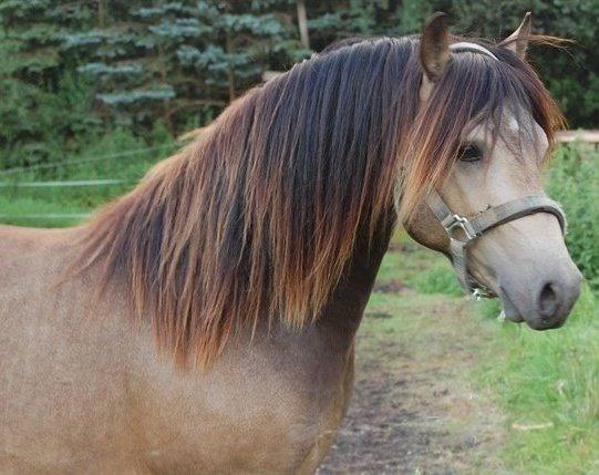 Welsh Pony (sec B) Keja Countach ( Bette mand) billede 16