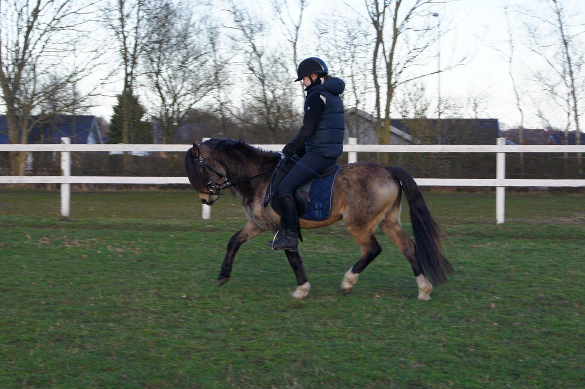 Welsh Pony (sec B) Keja Countach ( Bette mand) billede 17