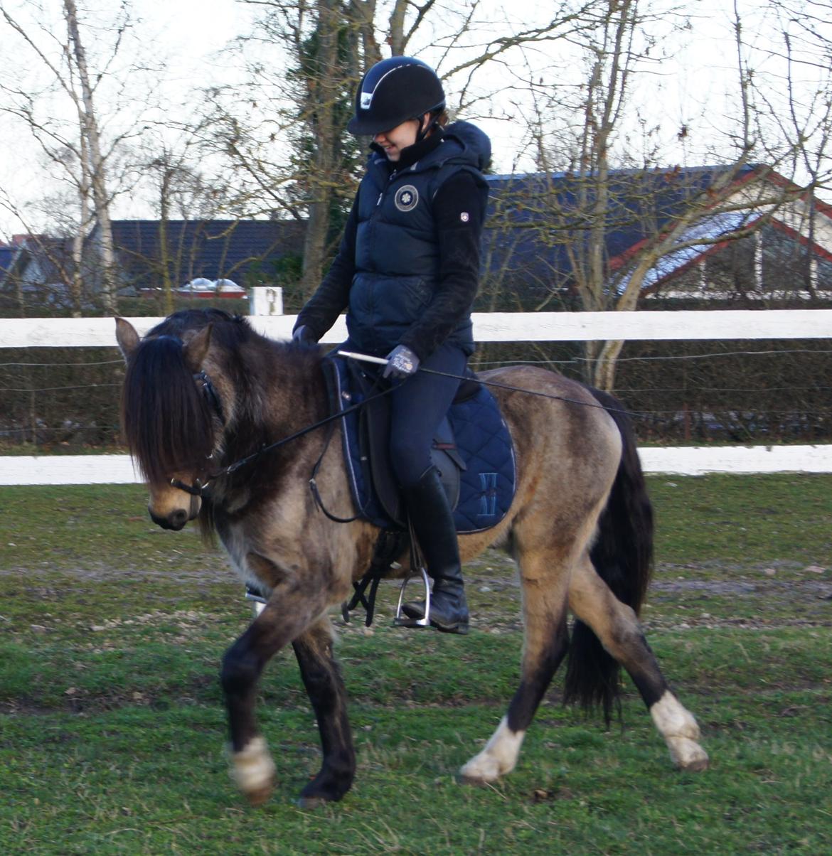 Welsh Pony (sec B) Keja Countach ( Bette mand) billede 18
