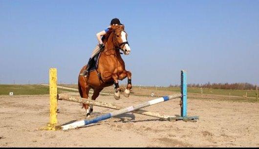 Hollandsk Varmblod Tina HL - Mig og Tina sringer sammen for anden gang :-) billede 7