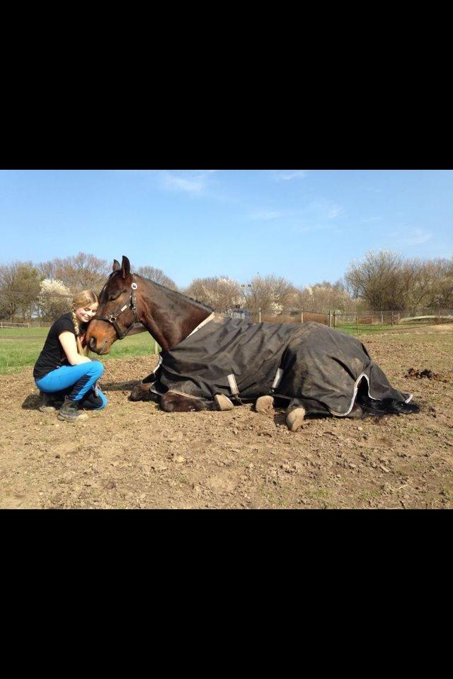 Dansk Varmblod Costello - Costello tog sig en lur på folden billede 11