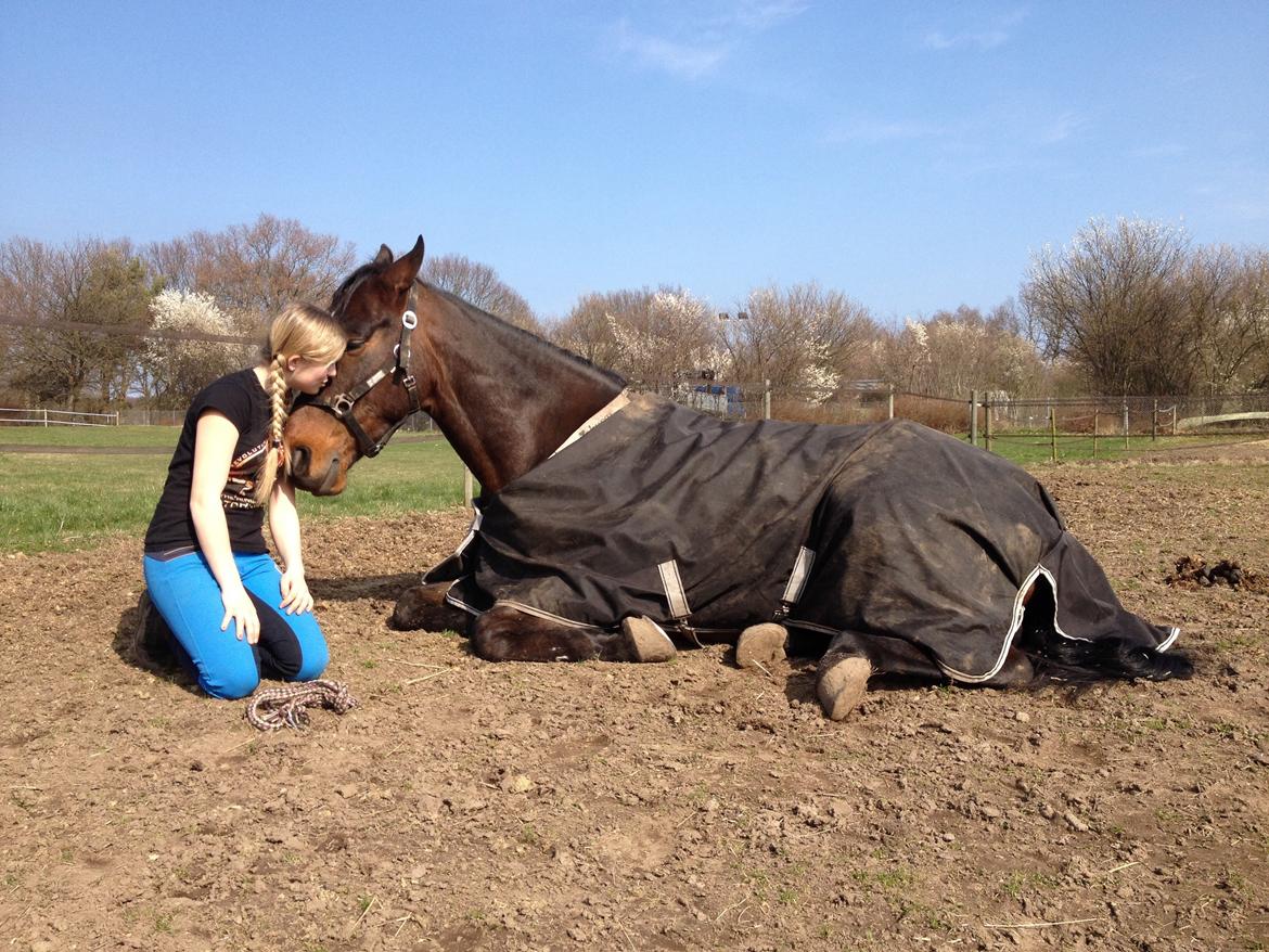 Dansk Varmblod Costello billede 12