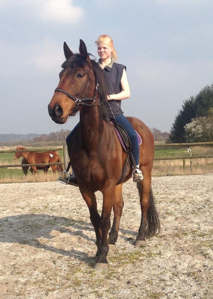 Hollandsk Varmblod Carry me on - min prins <3 billede 9