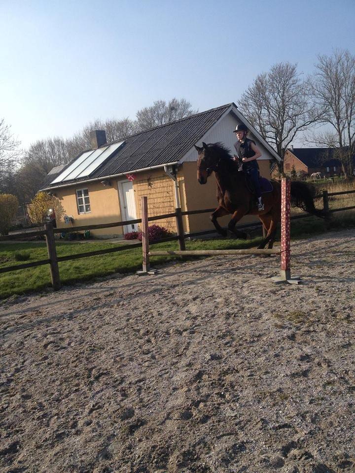 Hollandsk Varmblod Carry me on - min dejligeste pring billede 10