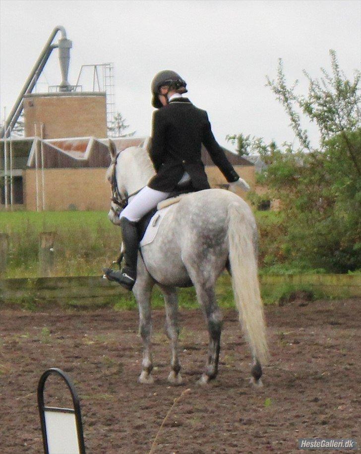 Welsh Pony (sec B) Bakkegaarden's Oliver - LB3 dressur, fik 10-tal for denne sidste øvelse - 71,9 % foto Mathilde Jakobsen billede 10