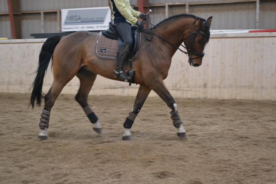 Dansk Varmblod Fighter billede 2