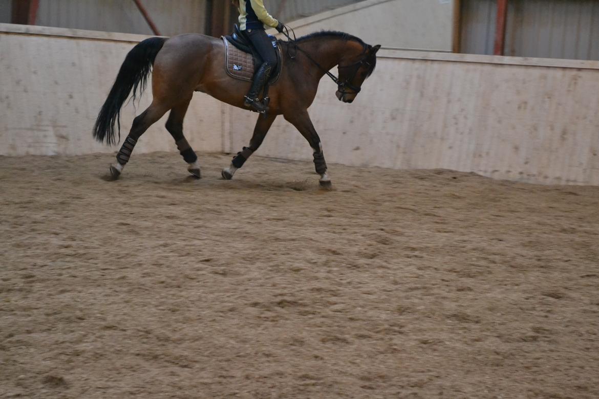 Dansk Varmblod Fighter billede 3