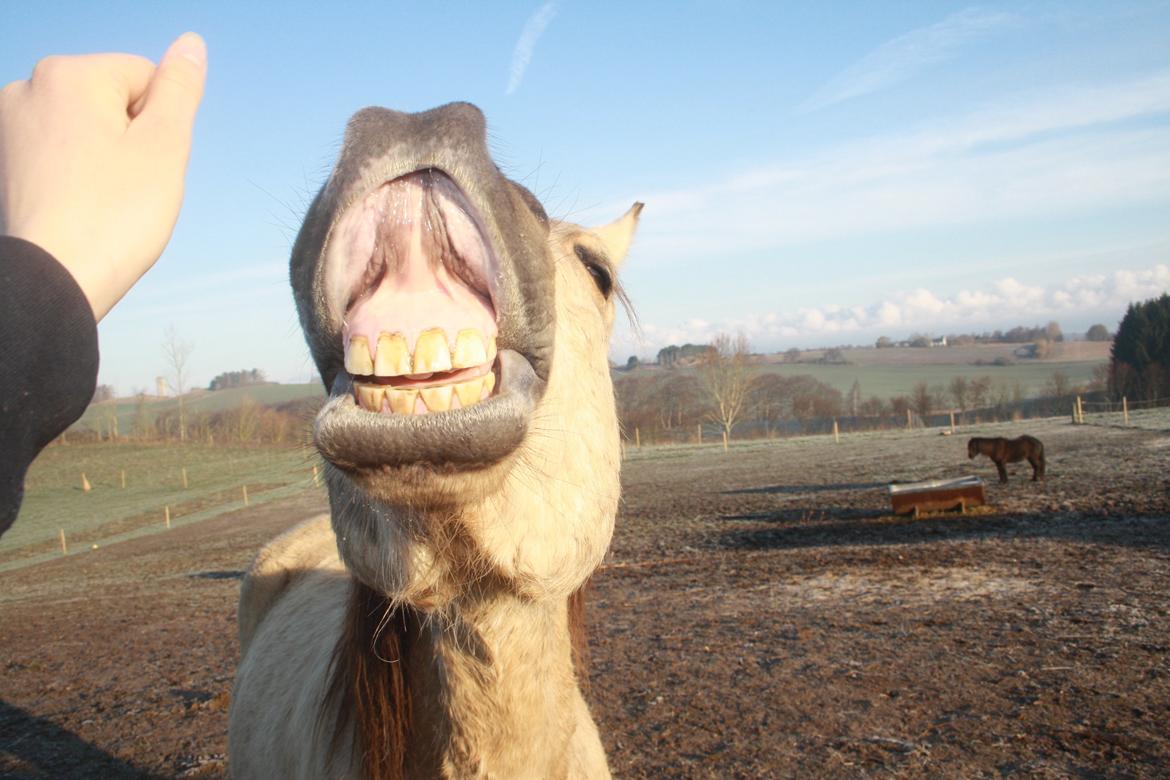 Anden særlig race Hest Jackmann *solgt* billede 16