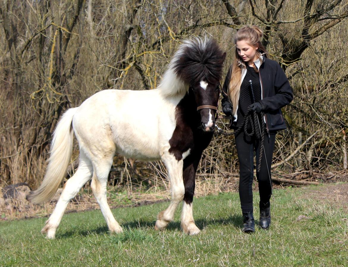 Islænder Þokki fra Hallisgård - 30. marts 2014 billede 13