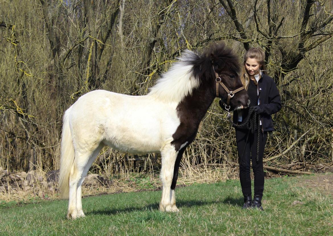 Islænder Þokki fra Hallisgård - 30. marts 2014 billede 10