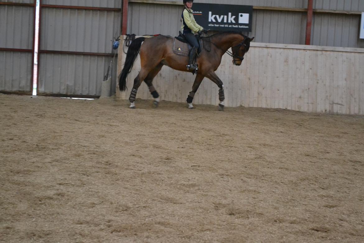 Dansk Varmblod Fighter billede 5