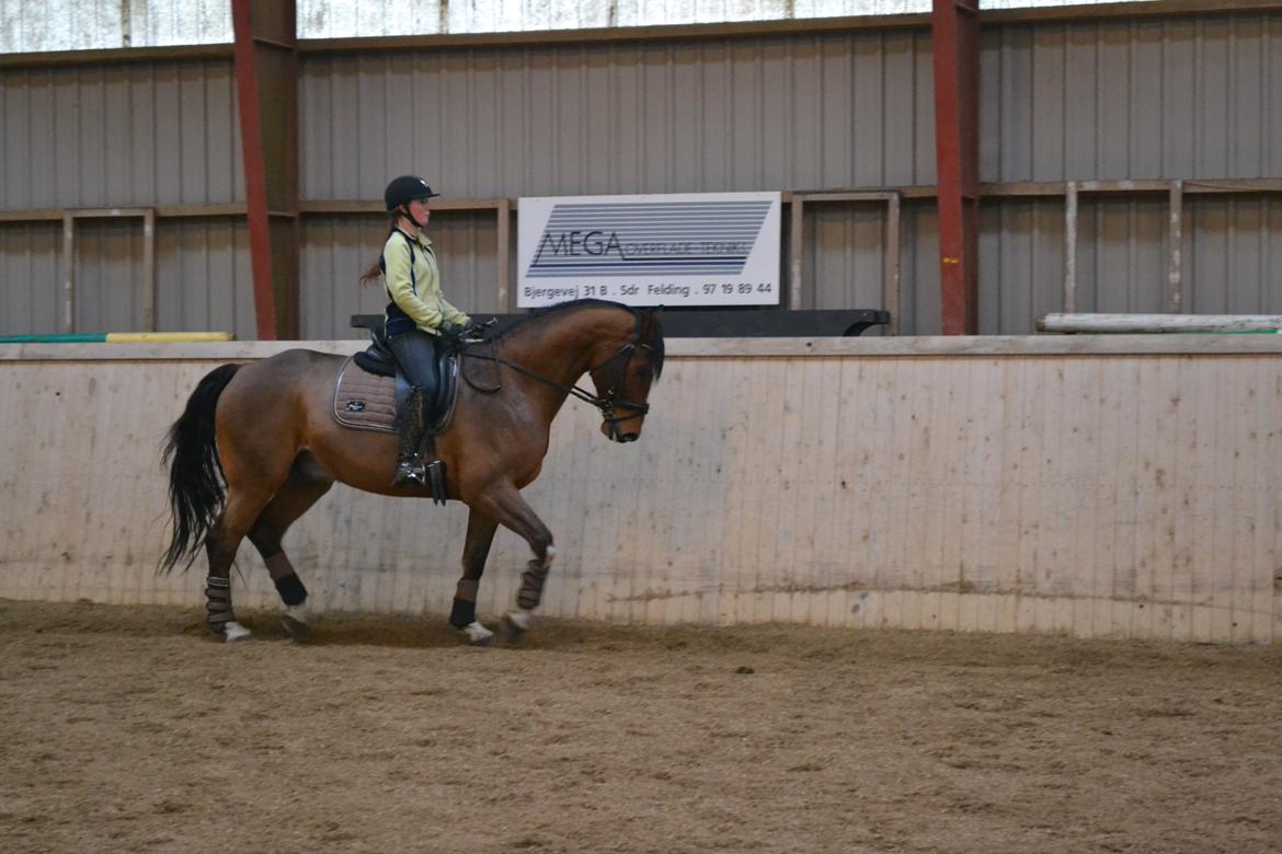 Dansk Varmblod Fighter billede 6