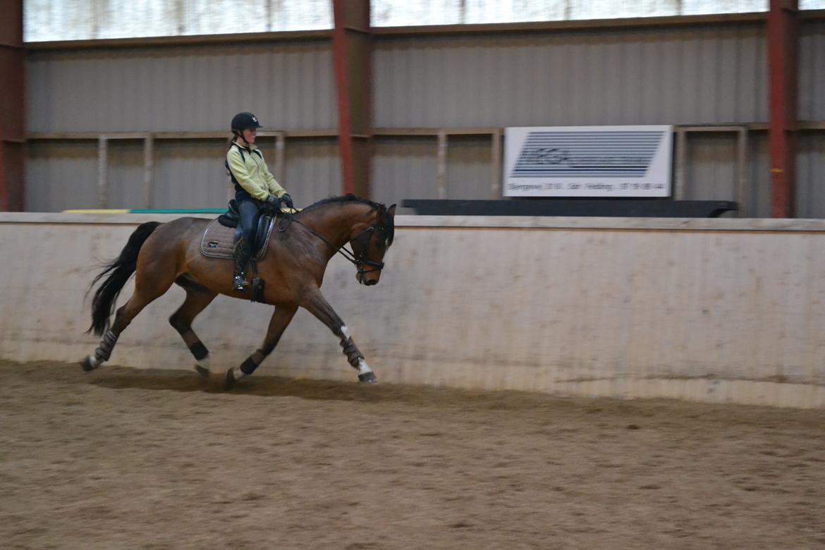 Dansk Varmblod Fighter billede 4