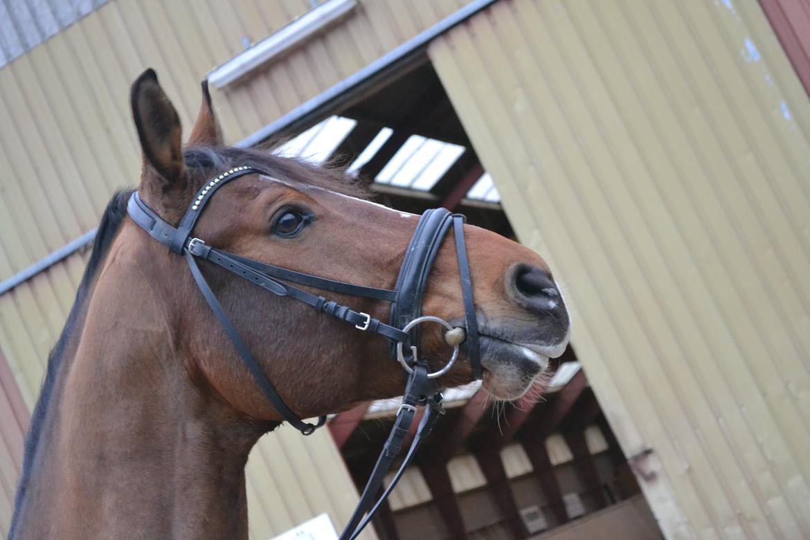 Dansk Varmblod Fighter billede 8