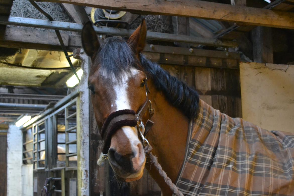 Dansk Varmblod Fighter billede 9