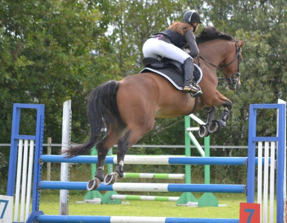 Dansk Varmblod Fighter billede 10