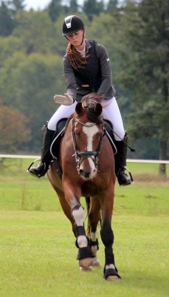 Dansk Varmblod Fighter billede 11