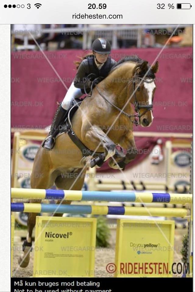 Dansk Varmblod Fighter billede 12