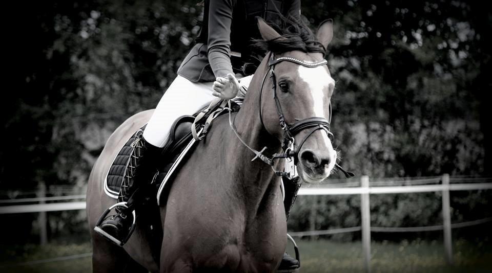 Dansk Varmblod Fighter billede 1