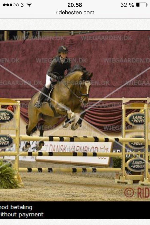 Dansk Varmblod Fighter billede 13