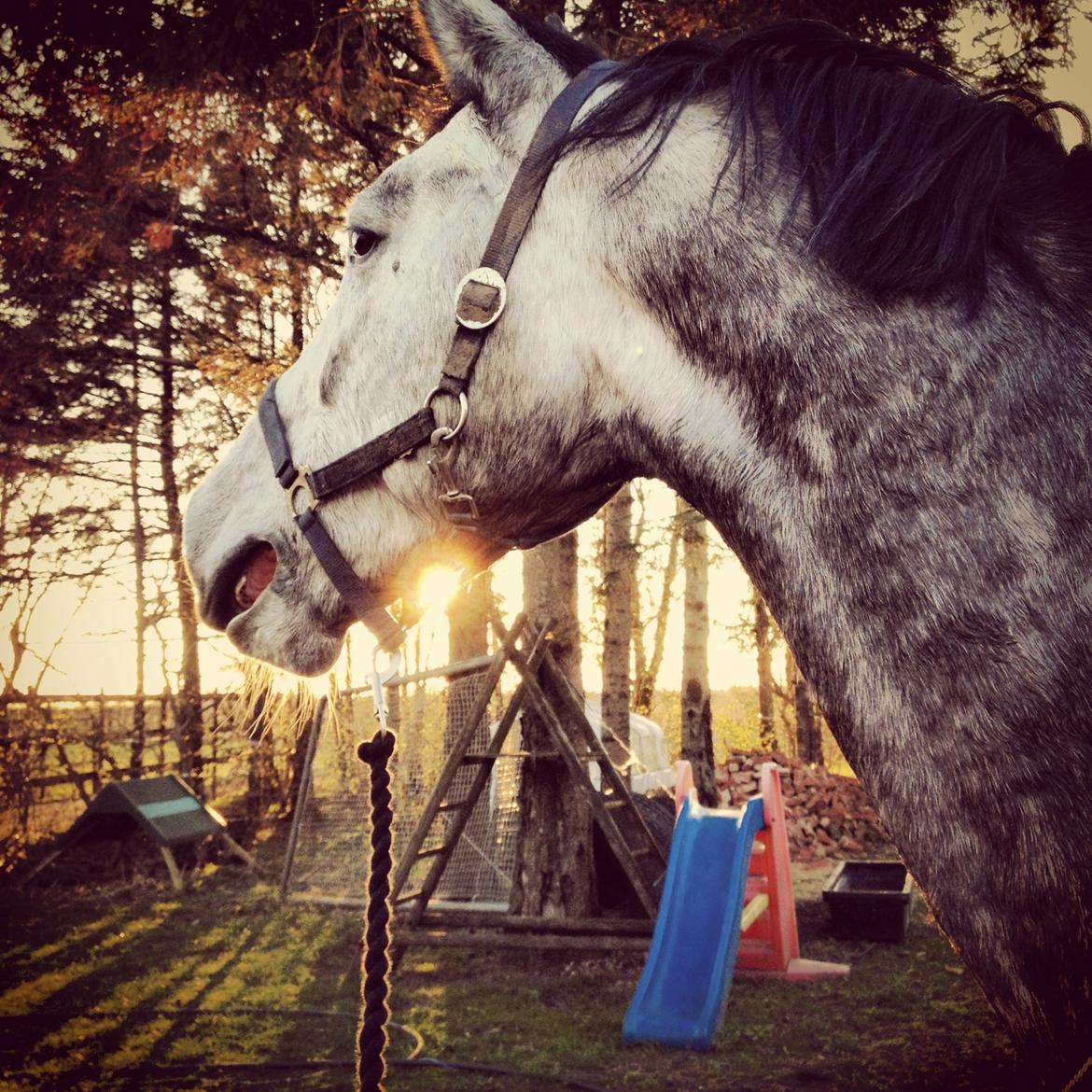 Anden særlig race C.G. Cool Cash billede 4