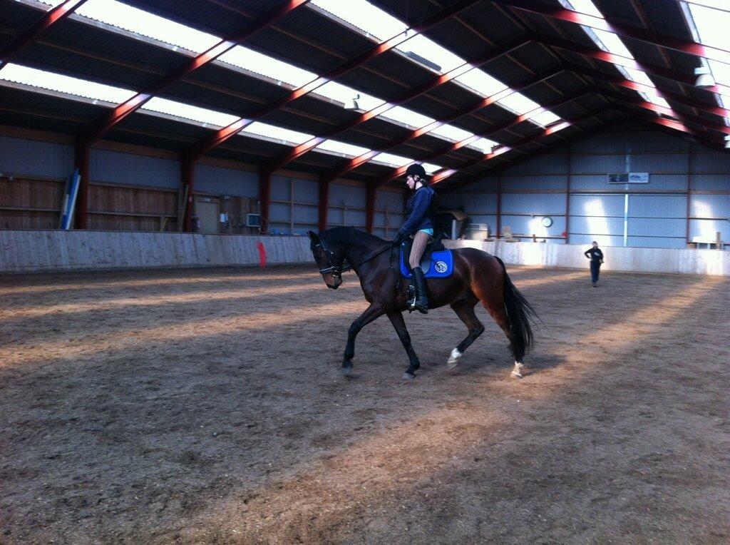 Oldenborg Batman af Moselyst billede 22