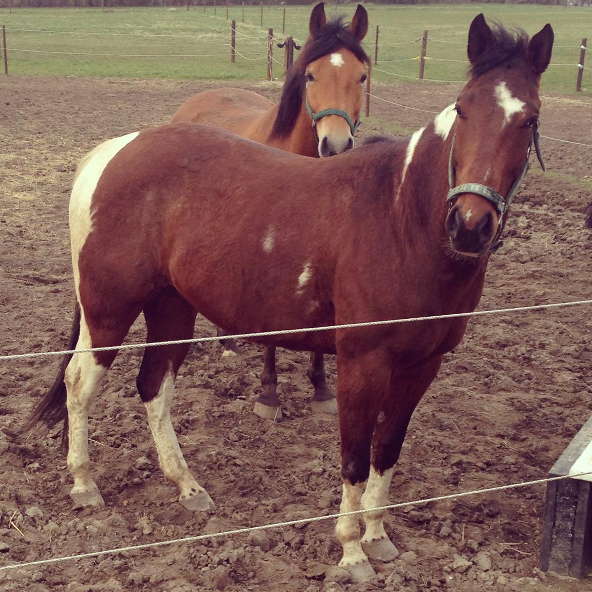 Amerikansk Paint Pony Our Treasure Maglite (Toby) billede 8