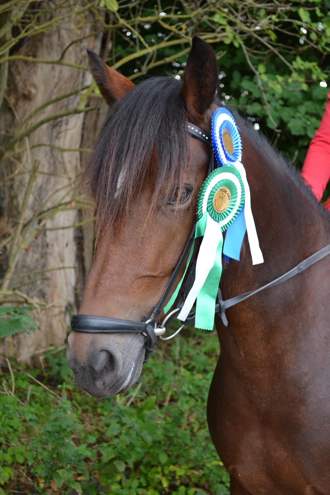 Welsh Cob (sec D) Fronerthig Mary Jane!<3 $$$ - Klubmesterskab 2013!<3 2.plads i LA1 til 64% og 3.plads i LA i spring <3 billede 19