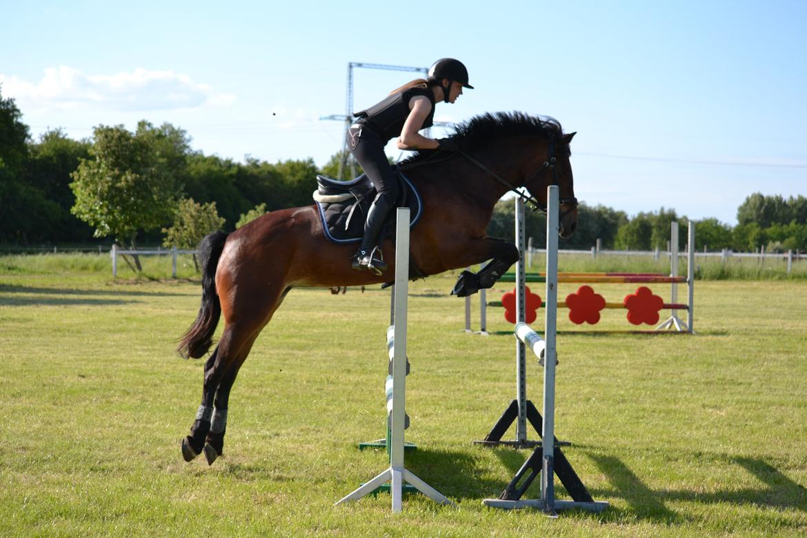 Welsh Cob (sec D) Fronerthig Mary Jane!<3 $$$ - Sommeren 2012 <3 billede 13