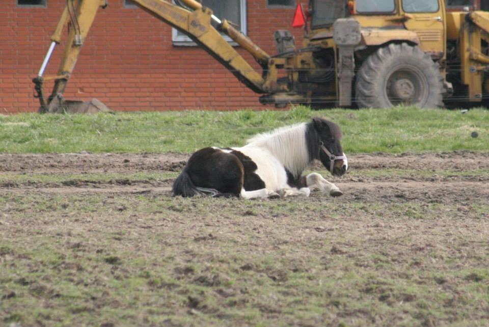 Shetlænder Karoline (Pony) - Ponyhygge på folden 2014. Taget af Linda Pedersen. billede 18