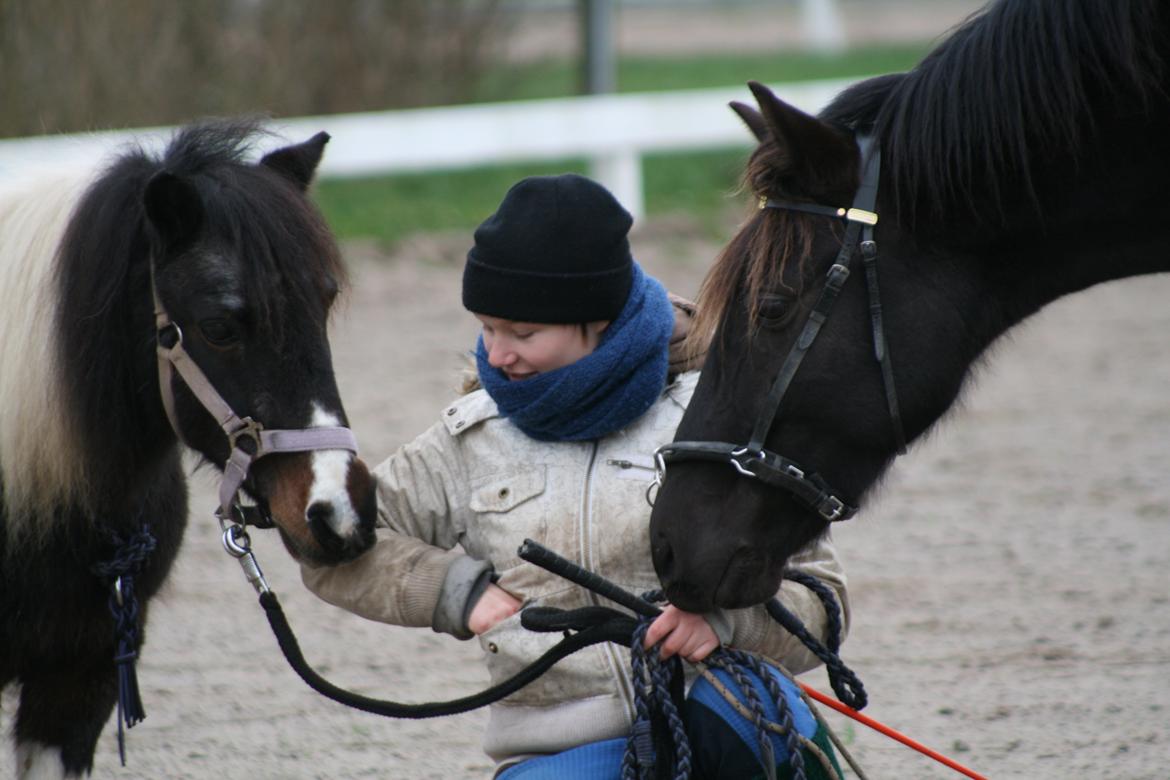 Shetlænder Karoline (Pony) - Min elskede Vimse og Karopony <3 taget af Elisabet Christensen 2014, dagen før vi sagde farvel til Vimse <3 billede 5