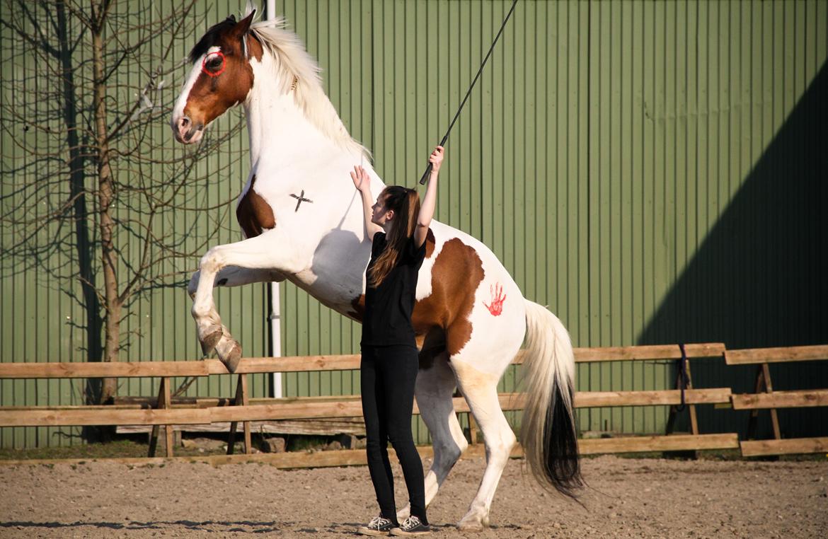 Anden særlig race Bronco billede 6