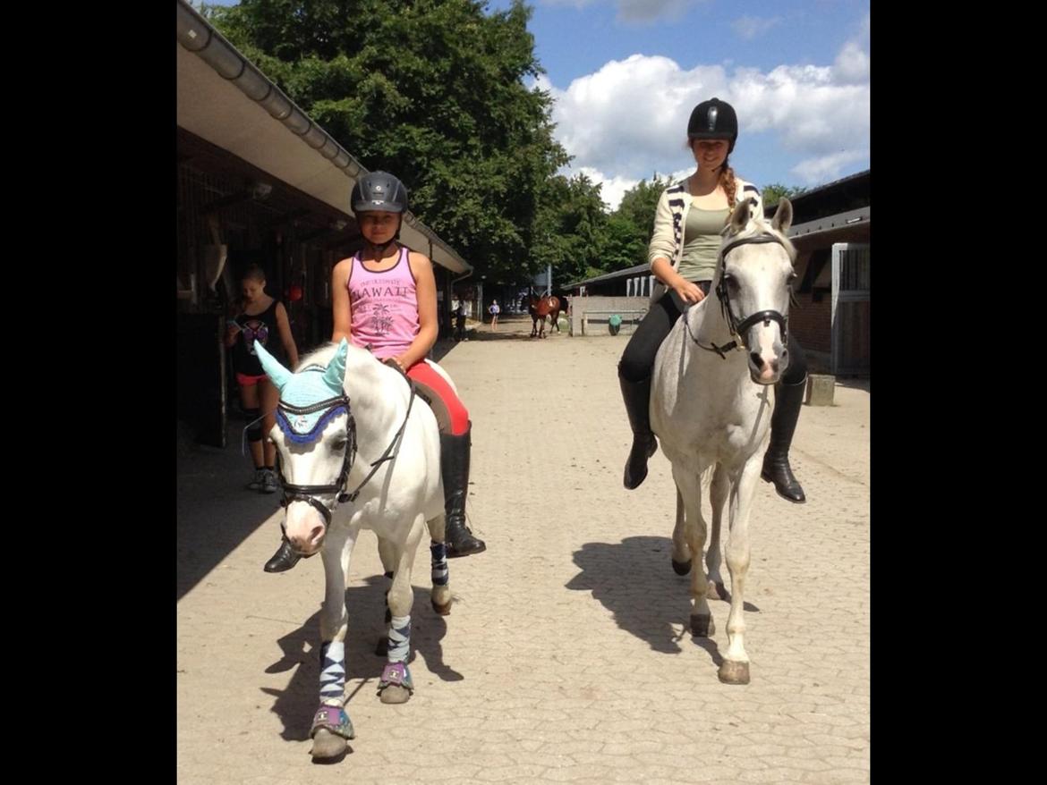 Anden særlig race Ivan billede 23