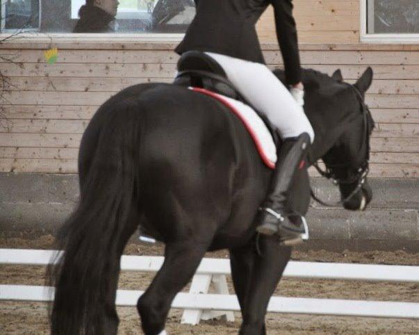 Dansk Varmblod Tekno - Tak fordi, I så med <3 billede 20