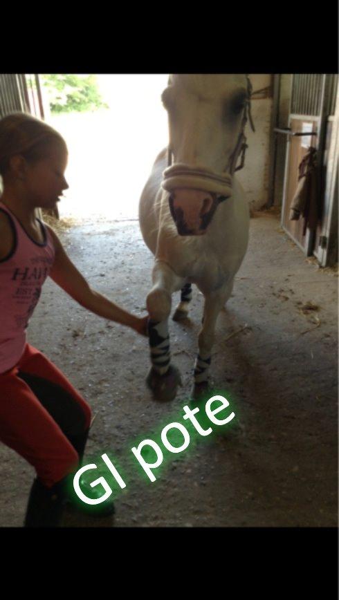 Anden særlig race Ivan billede 29