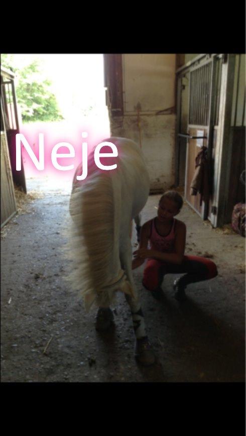 Anden særlig race Ivan billede 30