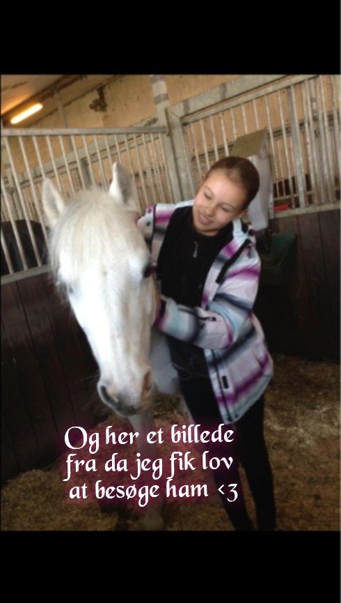 Anden særlig race Ivan billede 32