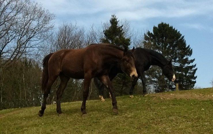 Anden særlig race Klitgaards Maximilian*R.I.P* - 31 marts 2014 <3 billede 21