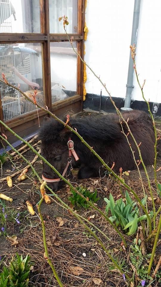 Shetlænder Prins Kastro Lillepurk - Træt efter en laaang og hård dag :) billede 3