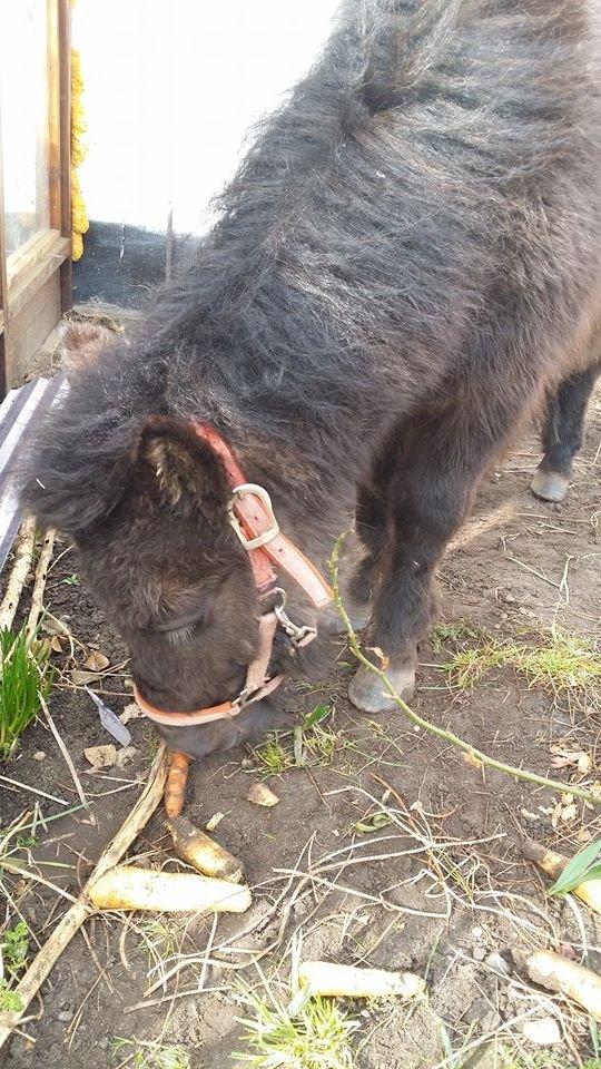 Shetlænder Prins Kastro Lillepurk - Dagen efter han kom hjem. billede 4