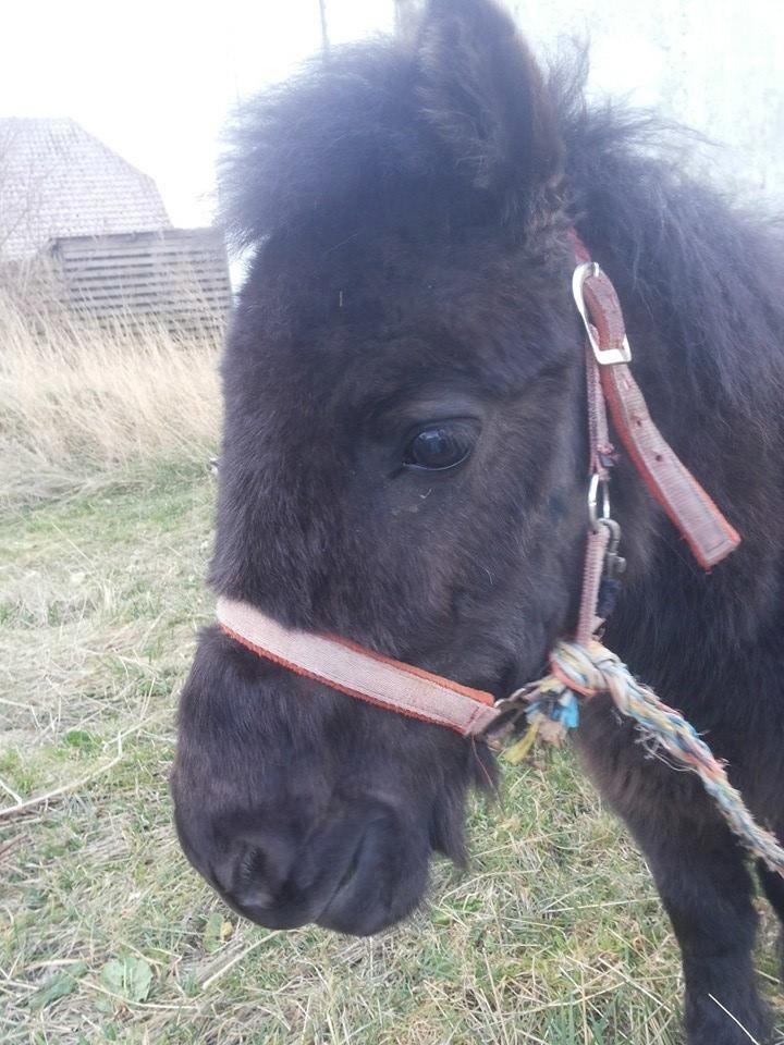 Shetlænder Prins Kastro Lillepurk - *gumle gumle* billede 6