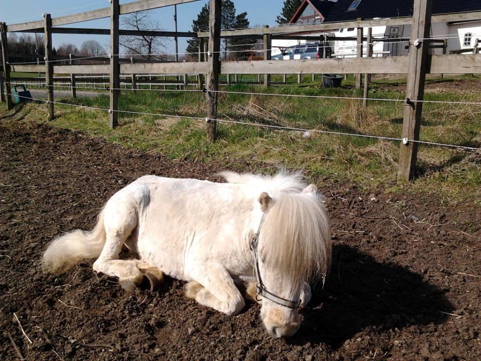 Miniature Frede (frederik) R.I.P d 10/10-17 - Frede nyder solen uden dækken på d 31/3-14 billede 20