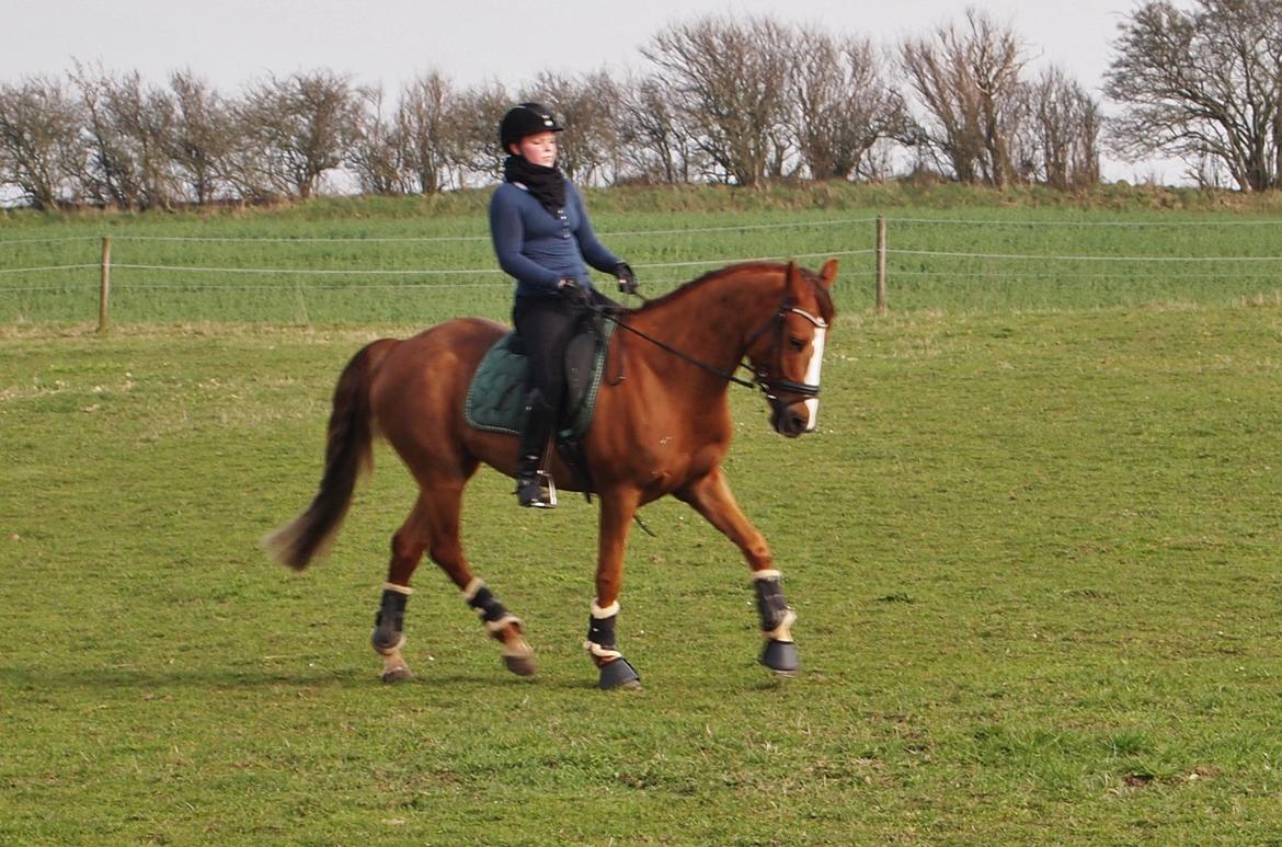 Anden særlig race Thorvald billede 7