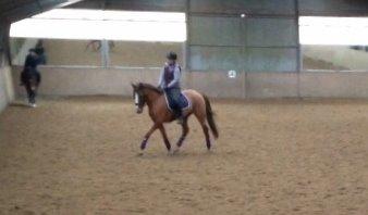 Anden særlig race Thorvald billede 8