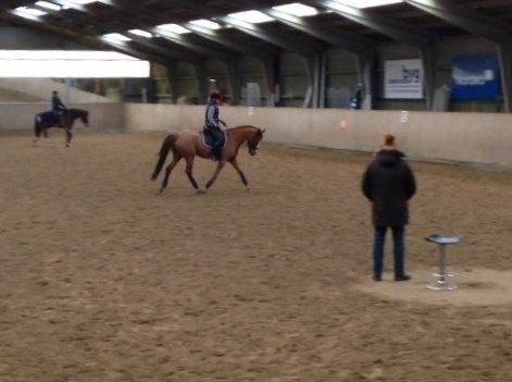 Anden særlig race Thorvald billede 15